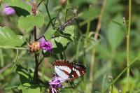 Limenitis reducta