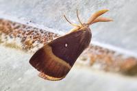 Lasiocampa quercus quercus