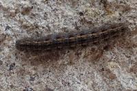 Eilema caniola