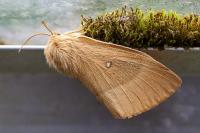 Lasiocampa quercus quercus