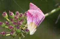 Eublemma purpurina