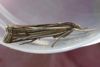 Ancylolomia tentaculella