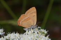 Thecla betulae