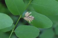 Parectopa robiniella