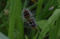 Acronicta auricoma