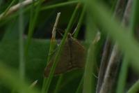 Pyrausta despicata