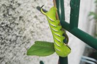 Sphinx ligustri