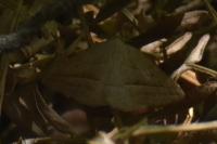 Petrophora chlorosata