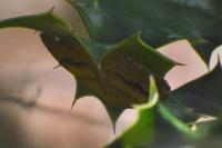 Camptogramma bilineata