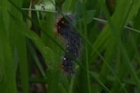 Acronicta auricoma
