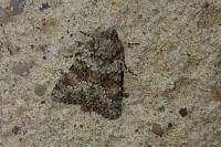 Hecatera dysodea