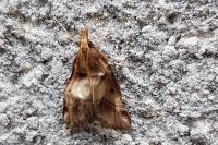 Stemmatophora brunnealis