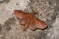 Gastropacha quercifolia