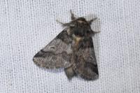 Thaumetopoea processionea