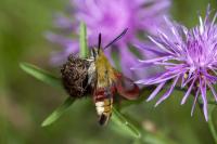 Hemaris fuciformis