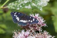 Limenitis reducta