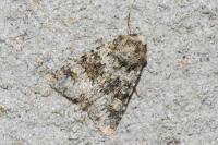 Hecatera dysodea