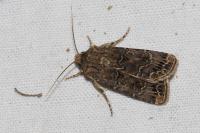 Agrotis bigramma