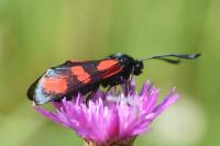 Zygaena loti