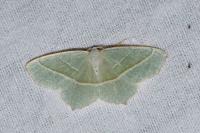 Campaea margaritaria