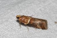 Acrobasis tumidana