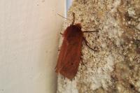 Phragmatobia fuliginosa