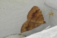 Camptogramma bilineata