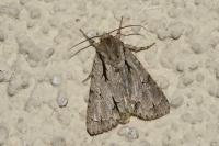 Acronicta psi/tridens