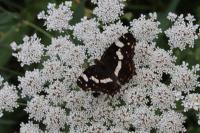 Araschnia levana