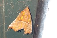 Scoliopteryx libatrix