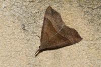 Hypena proboscidalis