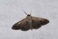 Cydalima perspectalis