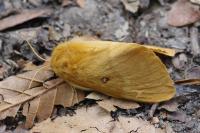 Lasiocampa quercus