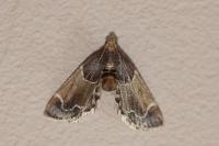 Pyralis farinalis