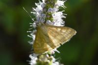 Sitochroa verticalis