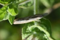 Agriphila inquinatella