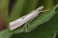 Agriphila geniculea