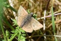 Erynnis tages