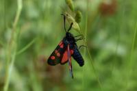 Zygaena trifolii