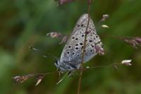 Lycaena tityrus