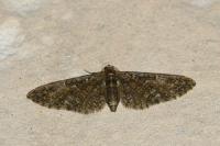 Eupithecia abbreviata