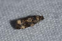 Endothenia