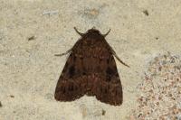 Amphipyra berbera svenssoni