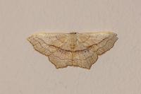 Scopula imitaria