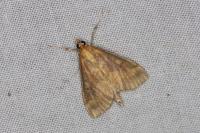 Ostrinia nubilalis