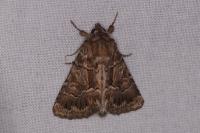 Thalpophila matura