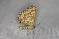Chiasmia clathrata