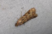 Homoeosoma sinuella