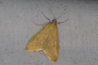 Sitochroa verticalis