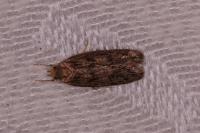 Hofmannophila pseudospretella